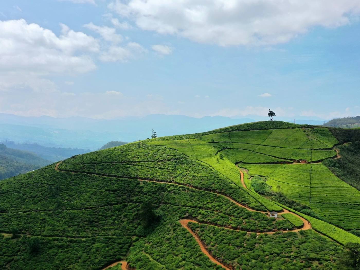 Red earth tracks winding through terraced tea plantations on a hillside above Nuwara Eliya